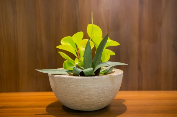 Bacia Polietileno Vaso Decorativo para Plantas, Jardins e Ambientes