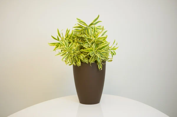 VASO POLIETILENO CONE LISO PREMIUM DECORATIVO PARA PLANTAS E JARDINS